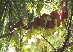 Passiflora membranacea