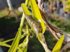 Palpita flegia