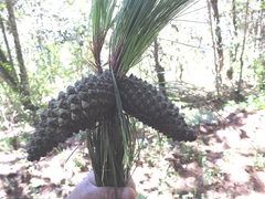 Pinus pseudostrobus apulcensis