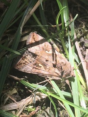 Autographa gamma