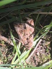 Autographa gamma