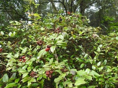 Rubus adenotrichos