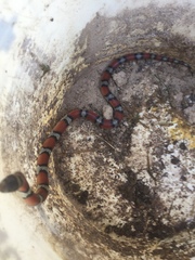 Lampropeltis gentilis