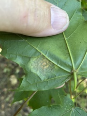 Rhytisma acerinum
