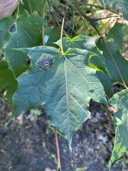Rhytisma acerinum