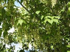 Acer negundo mexicanum