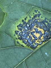 Rhytisma acerinum