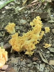 Ramaria calvodistalis