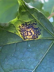 Rhytisma acerinum
