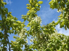 Acer negundo mexicanum