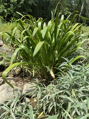 Hymenocallis coronaria