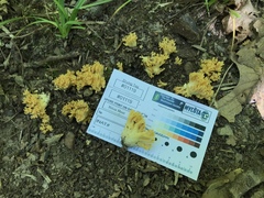 Ramaria calvodistalis