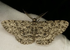 Hypomecis umbrosaria