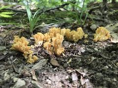 Ramaria calvodistalis
