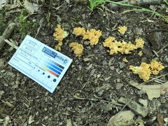 Ramaria calvodistalis