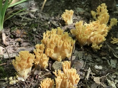 Ramaria calvodistalis