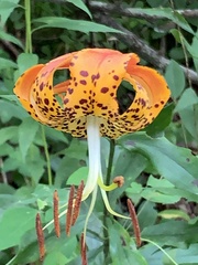 Lilium michauxii