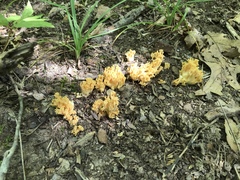 Ramaria calvodistalis