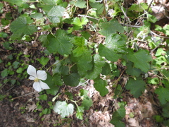 Rubus deliciosus