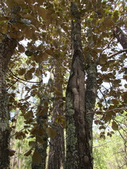 Quercus tarahumara