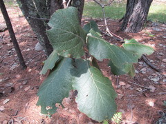 Quercus tarahumara