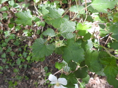 Rubus deliciosus