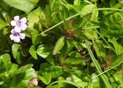 Dyschoriste capitata