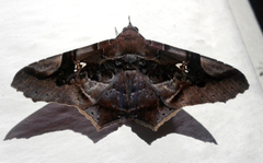 Euclystis guerini