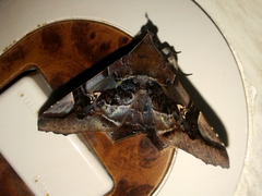 Euclystis guerini