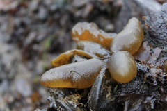 Adenocystis utricularis