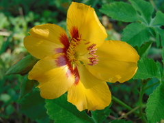 Cochlospermum wrightii