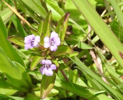 Dyschoriste capitata