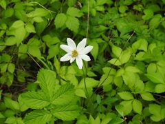 Cosmos diversifolius