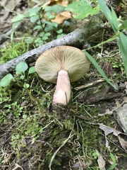 Lactarius mutabilis