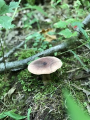 Lactarius mutabilis