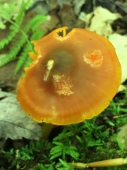 Humidicutis marginata image