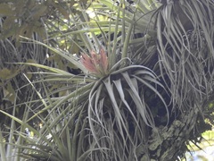 Tillandsia carlsoniae
