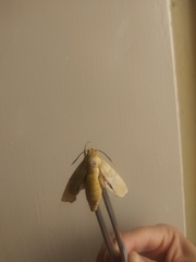 Lepidoptera