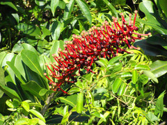 Marcgraviaceae