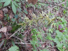 Tillandsia guatemalensis