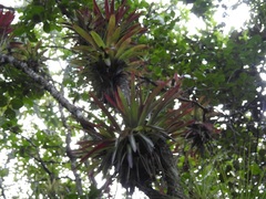 Tillandsia guatemalensis