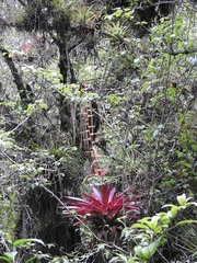 Tillandsia guatemalensis