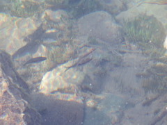 Richardsonius balteatus