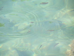 Richardsonius balteatus