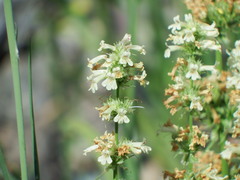 Penstemon confertus