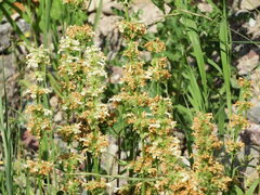 Penstemon confertus