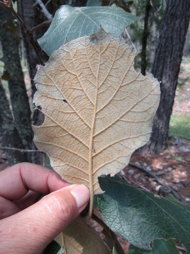 Tarahumaran Oak