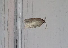 Acleris placidana