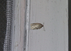 Acleris placidana