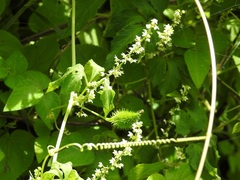 Cyclanthera integrifoliola